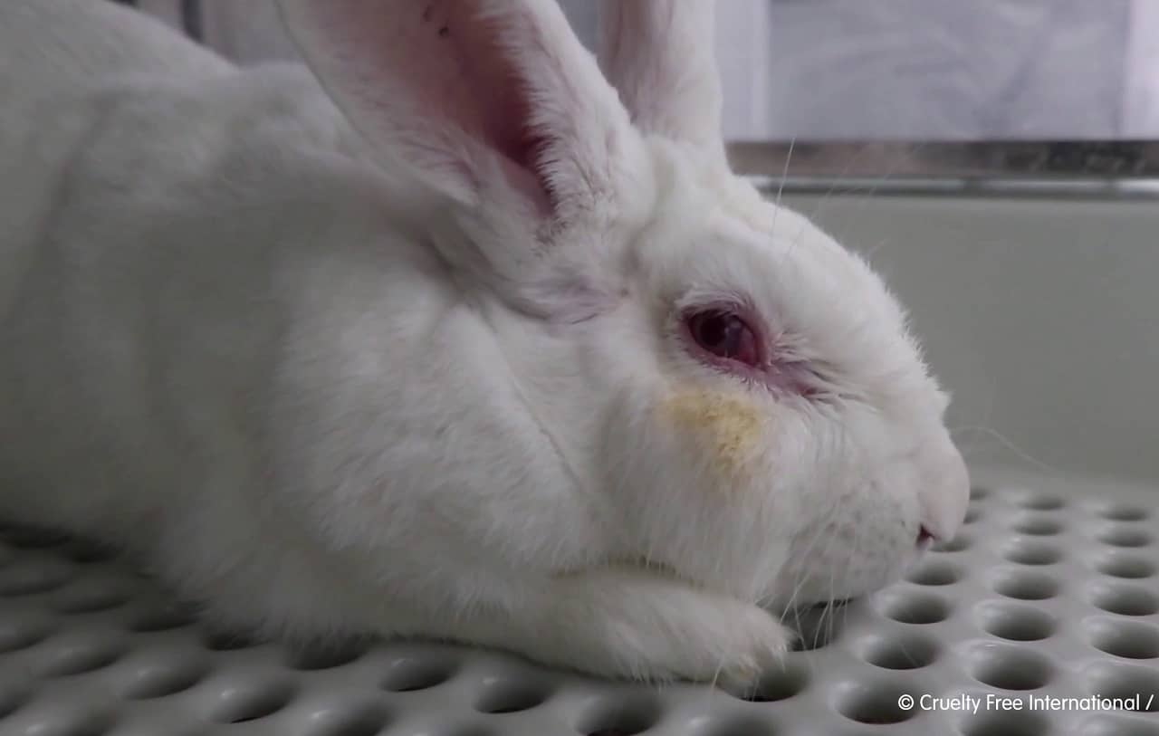 Government opens door to expanded use of animal testing for cosmetic  products 